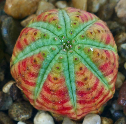 Collectible Euphorbia obesa STRIATA hybrid, round cactus-like succulent with striking green ribs and patterned red-orange stripes, growing in a pot with decorative pebbles.