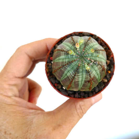 Top view of Euphorbia obesa in a pot, showing its ribbed spherical body with brown ridges and several small yellow-green flowers at the crown.