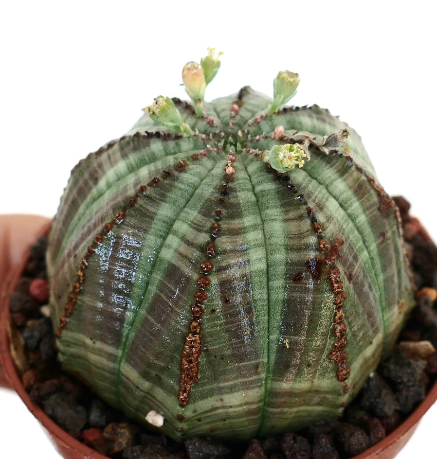 Euphorbia obesa fotografiada desde arriba, mostrando sus costillas simétricas, superficie rayada verde y marrón, y varias flores en flor.