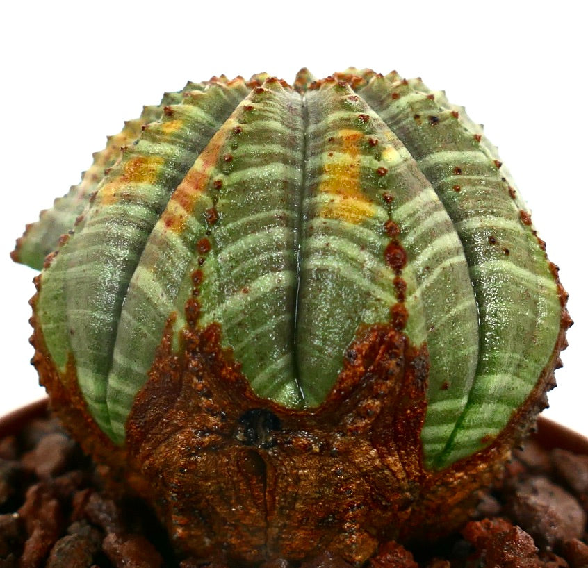 Euphorbia obesa STRIATA MULTIRIBS Y5