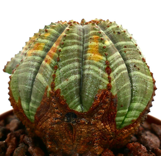 Euphorbia obesa STRIATA MULTIRIBS Y5