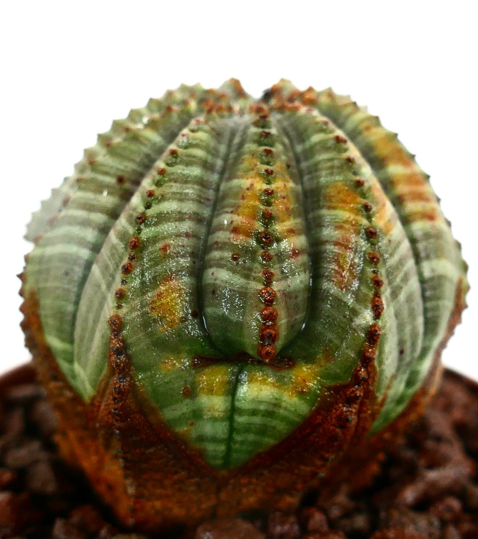 Euphorbia obesa STRIATA MULTIRIBS Y5