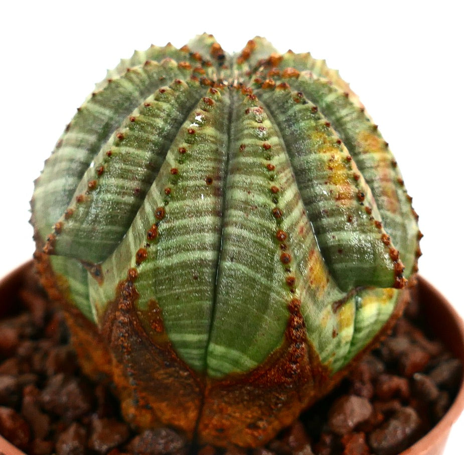 Euphorbia obesa STRIATA MULTIRIBS Y5