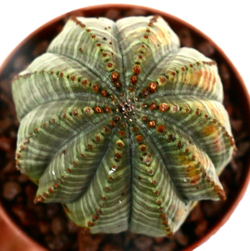 Euphorbia obesa STRIATA MULTIRIBS Y5