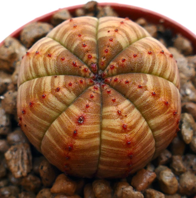 Succulenta Euphorbia obesa con corpo rotondo costolato e motivo a strisce sulla superficie