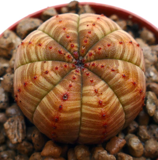 Euphorbia obesa succulent with round ribbed body and striped pattern on surface