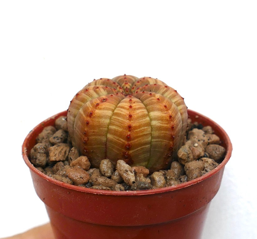 Euphorbia obesa succulenta a strisce con coste arrotondate e piccole spine rosse in vaso