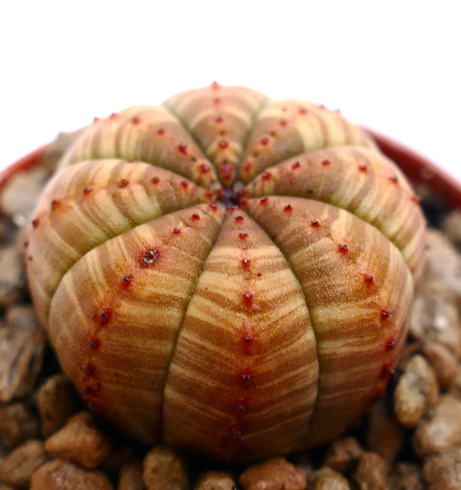 Euphorbia obesa succulent a strisce con coste tondeggianti e piccole areole rosse in vaso