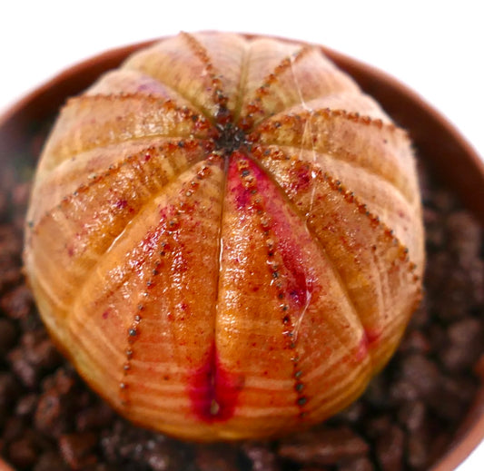 Euphorbia obesa STRIATA ORANGE OT24