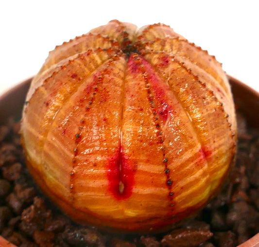 Euphorbia obesa STRIATA ORANGE OT24