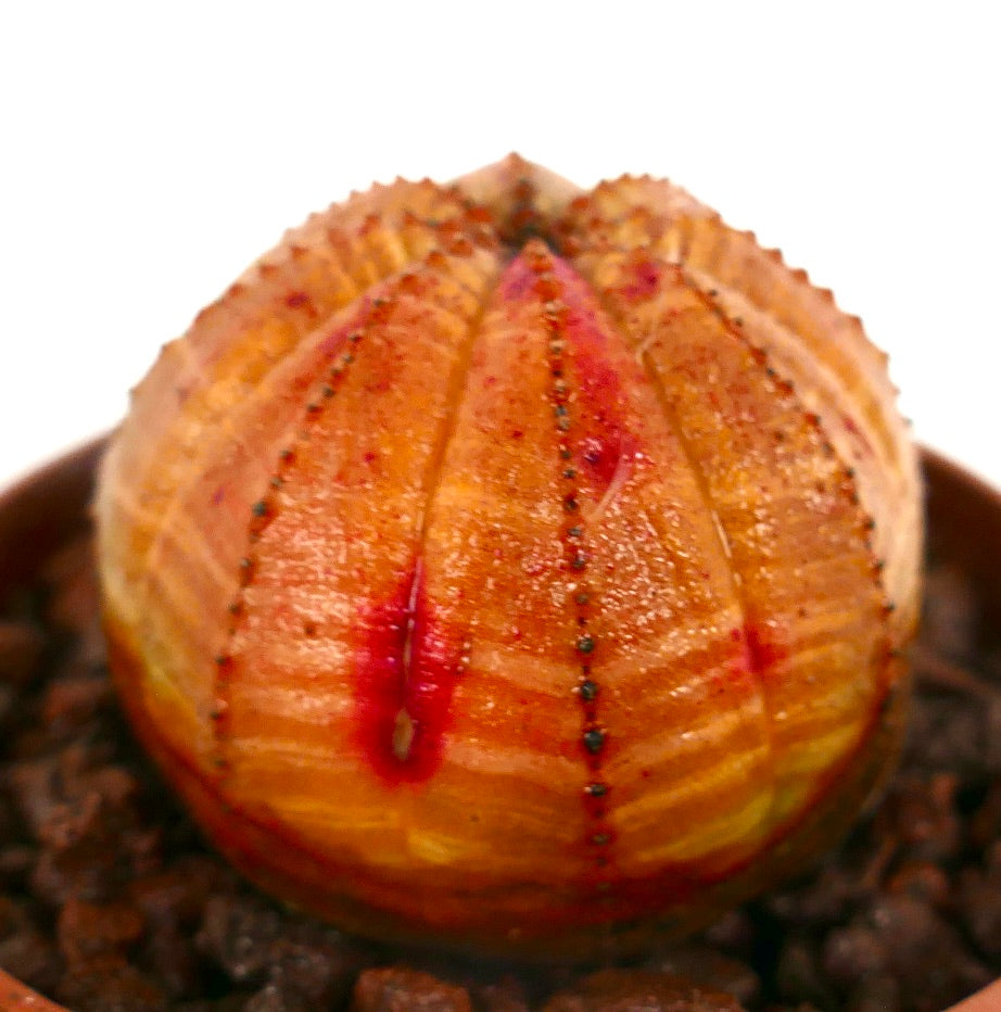 Euphorbia obesa STRIATA ORANGE OT24