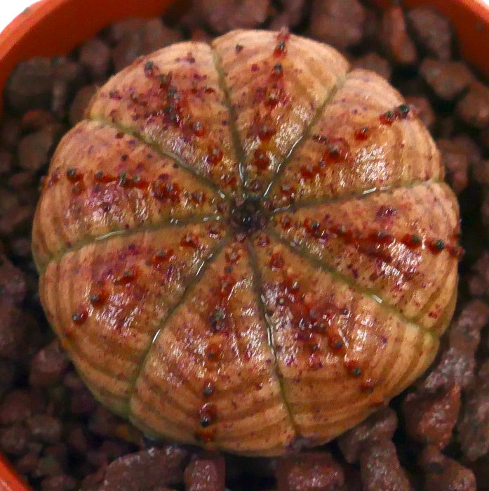 ユーフォルビア・オベサ 多肉植物、丸みを帯びた肋骨状のボディと赤橙色の斑点模様