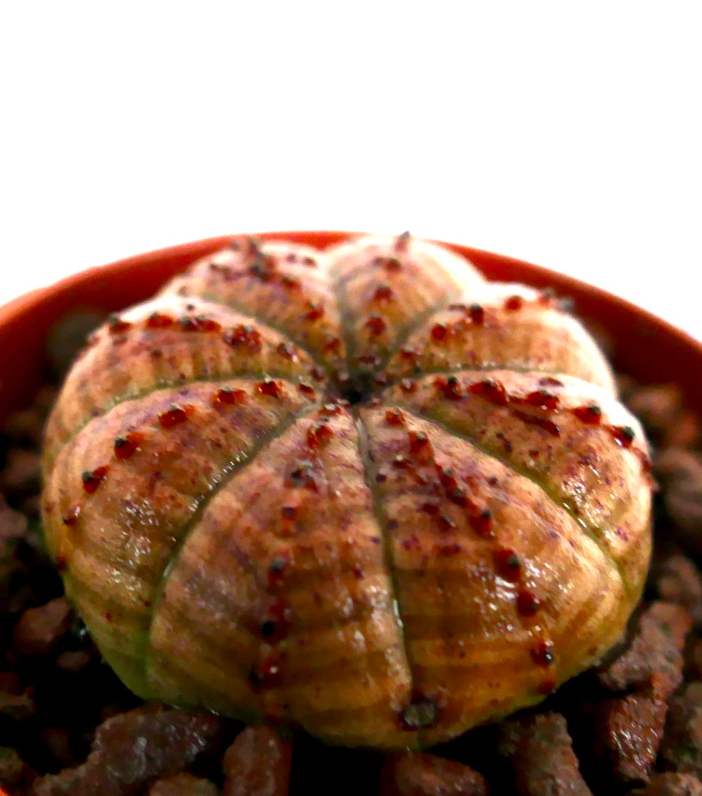 丸みを帯びた肋骨状の胴体と小さな赤みがかった結節を持つ多肉植物ユーフォルビア・オベサで、岩の多い土壌で育ちます