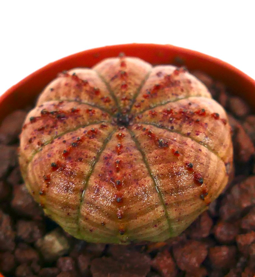 ユーフォルビア・オベサ 多肉植物 丸みを帯びた稜線とオレンジ赤色の斑点模様