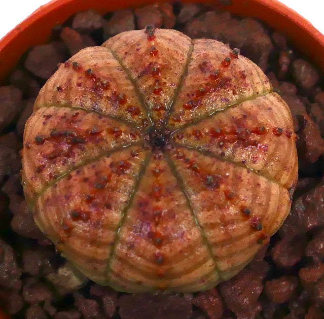 ユーフォルビア・オベサ 多肉植物、丸みを帯びた肋骨状の胴体と赤橙色の斑点模様