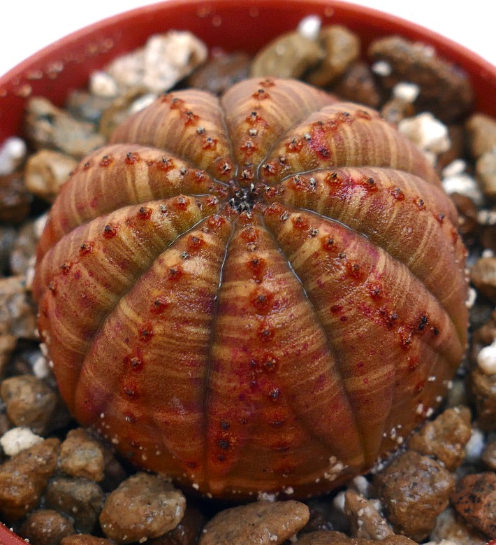 Euphorbia obesa striata suculenta roja con forma redondeada y acanalada y textura con manchas rojas