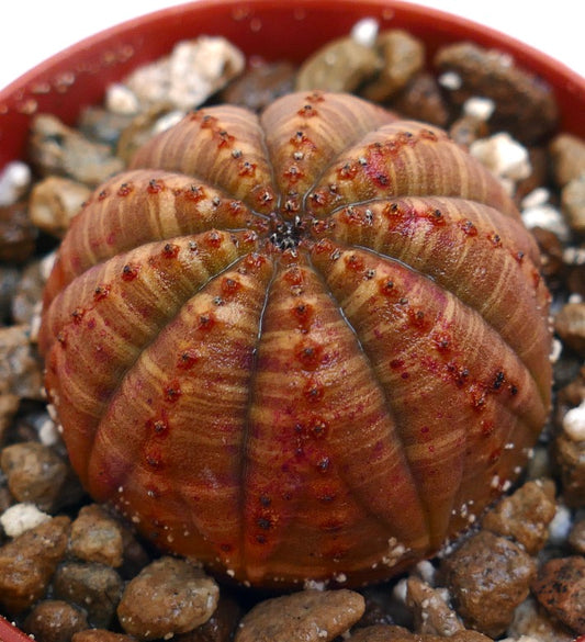 Euphorbia obesa striata red succulent with ribbed, rounded form and red spotted texture