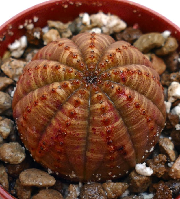 Euphorbia obesa striata roja rara suculenta con cuerpo acanalado y redondeado y marcas rojas
