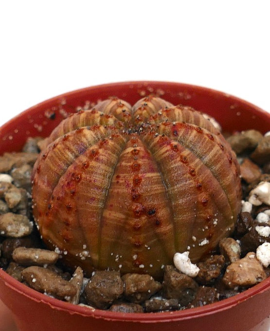 Suculenta Euphorbia obesa con cuerpo redondeado y acanalado y marcas con rayas rojas