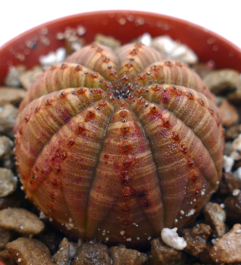 Suculenta Euphorbia obesa con forma acanalada y redondeada y superficie texturizada con rayas rojas