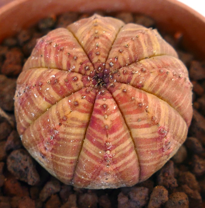 Euphorbia obesa striped succulent with rounded ribs and subtle red-orange variegation