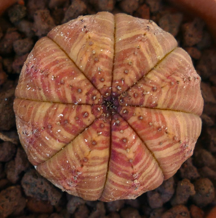 Euphorbia obesa succulent with red-orange striped pattern and rounded ribbed structure