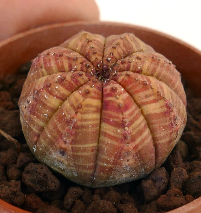 ユーフォルビア オベサ オベサhyb 群生type A2678☆ユーフォルビア 多肉植物☆浦部陽向園