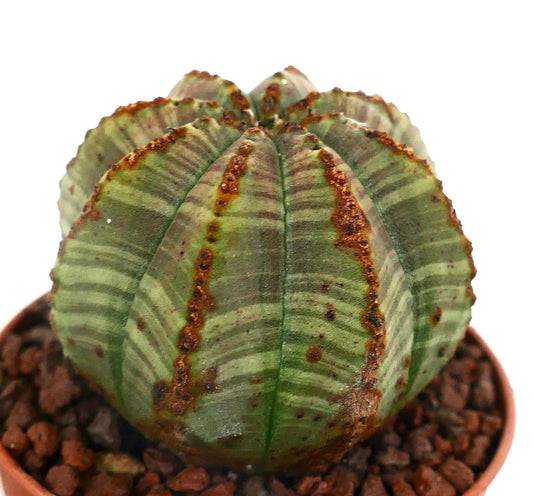 Euphorbia obesa STRIATA SELECTED 16F