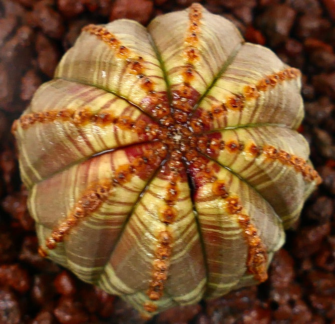 Euphorbia obesa Sukkulente mit geripptem, rundem Stängel und kleinen braunen Areolen