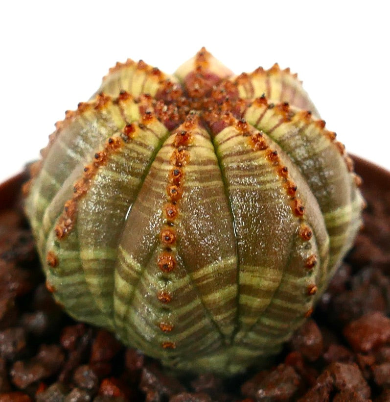 Euphorbia obesa Sukkulente Kaktee mit gestreiftem grün-braunem rippenförmigem Körper und kleinen Stacheln