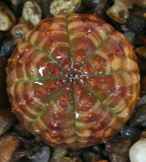 Close-up top view of Euphorbia obesa ‘Striata Selected Markings’, showing its spherical ribbed body with distinct striped bands of green, orange, and red, decorated with small tubercles.