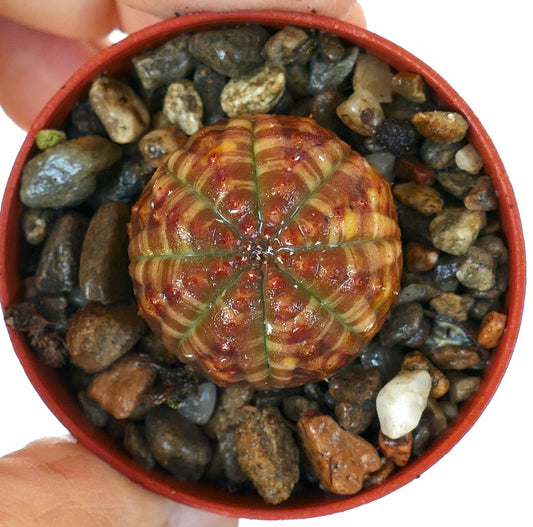 Euphorbia obesa ‘Striata Selected Markings’ in a pot with gravel, displaying a rounded ball shape, strong vertical ribbing, and vivid striped coloration in green, yellow, and red tones.