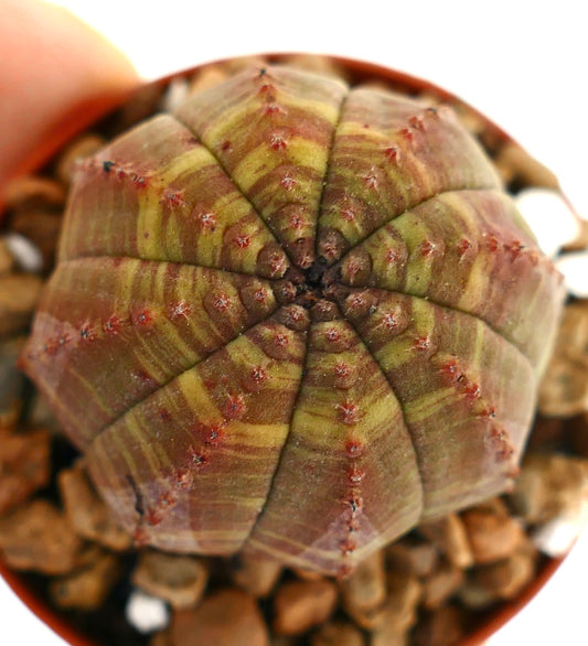 Euphorbia obesa striped succulent with rounded shape and subtle red spines in pot