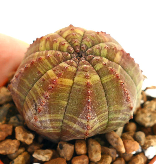 Euphorbia obesa striata succulent with rounded ribbed body and subtle striped variegation