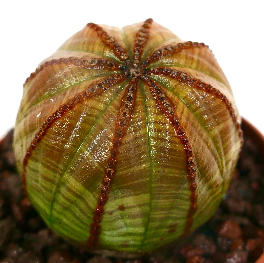 Euphorbia obesa striata sukkulent med brune stripete åser og rund form