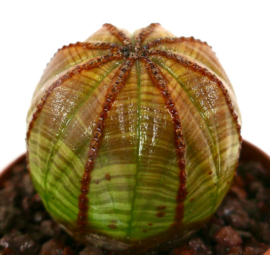 Euphorbia obesa striata sukkulent kaktus med brune stripete ribber og teksturert overflate