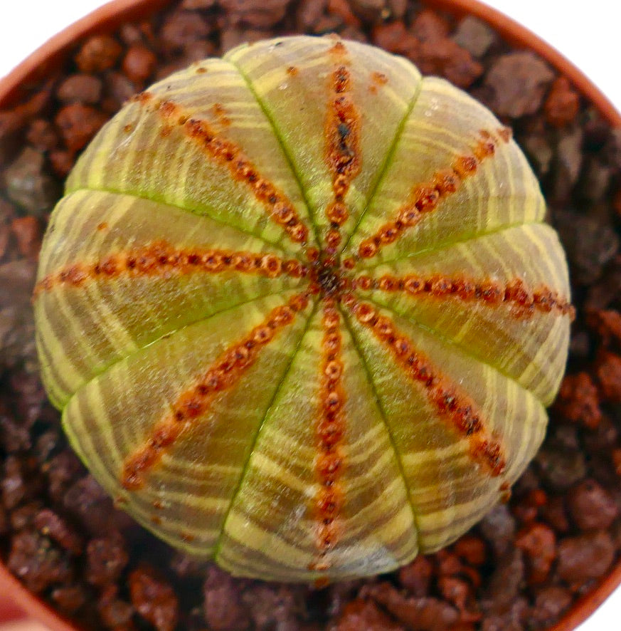 Euphorbia obesa striata sukkulent med brune røde ribbemarkeringer og avrundet form