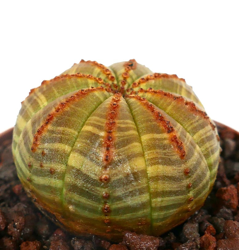 Euphorbia obesa striata sukkulent med ribbet mønster og rødbrune merker