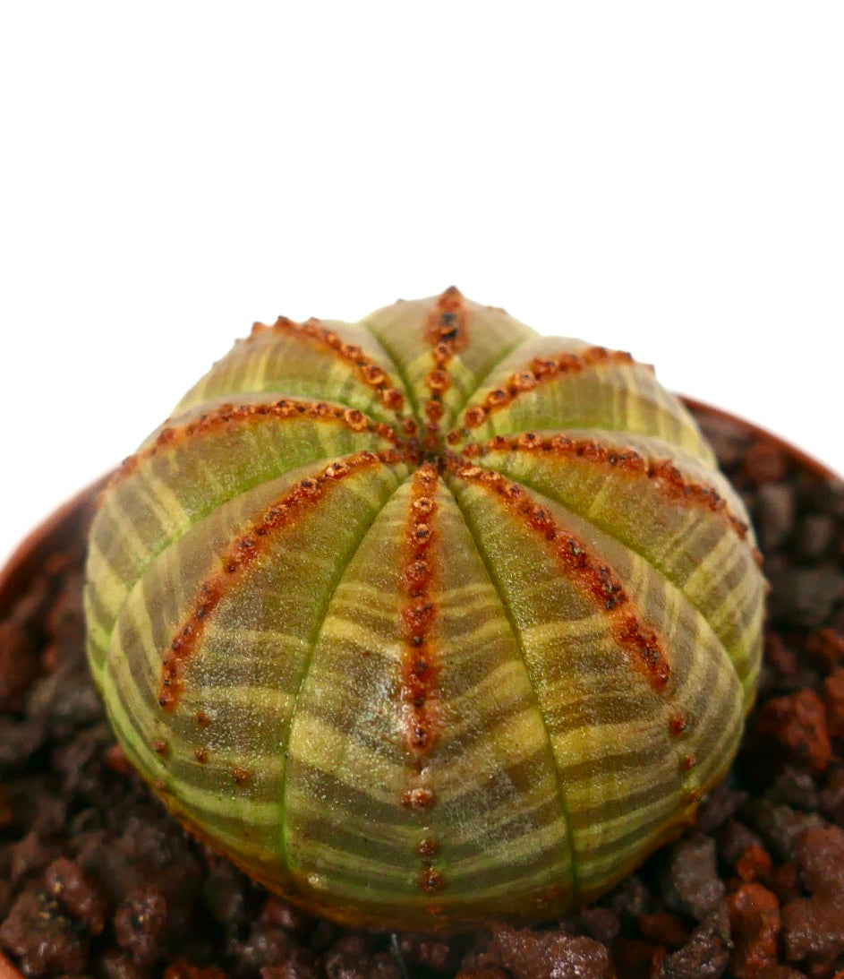 Euphorbia obesa striata sukkulent kaktus med brune rødlige ribbemarkeringer og avrundet form
