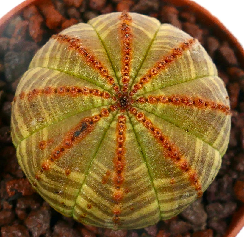 Euphorbia obesa striata sukkulent med brune-røde ribbemarkeringer og teksturert overflate