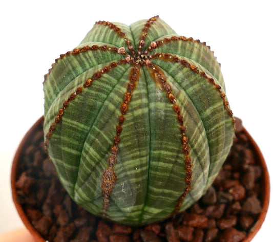 Euphorbia obesa STRIATA WITH BROWN SPOTS ON RIBS NNP