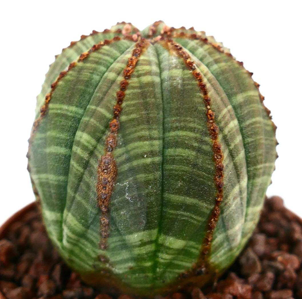 Euphorbia obesa STRIATA WITH BROWN SPOTS ON RIBS NNP