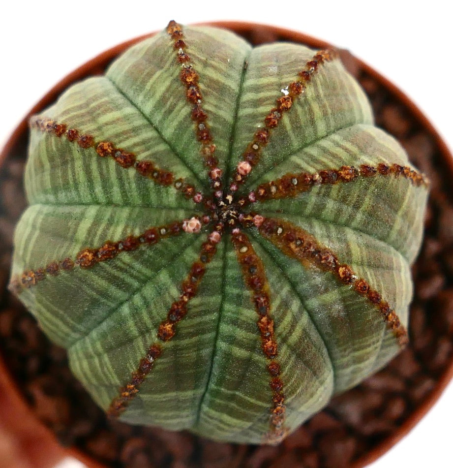 Euphorbia obesa STRIATA WITH BROWN SPOTS ON RIBS NNP
