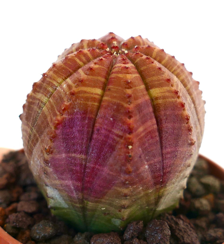 Euphorbia obesa, cactus succulento con corpo scanalato e variegato a strisce viola e verde