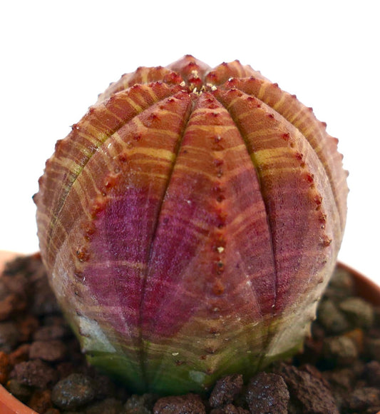 Euphorbia obesa succulent cactus with ribbed, striped purple and green variegated body