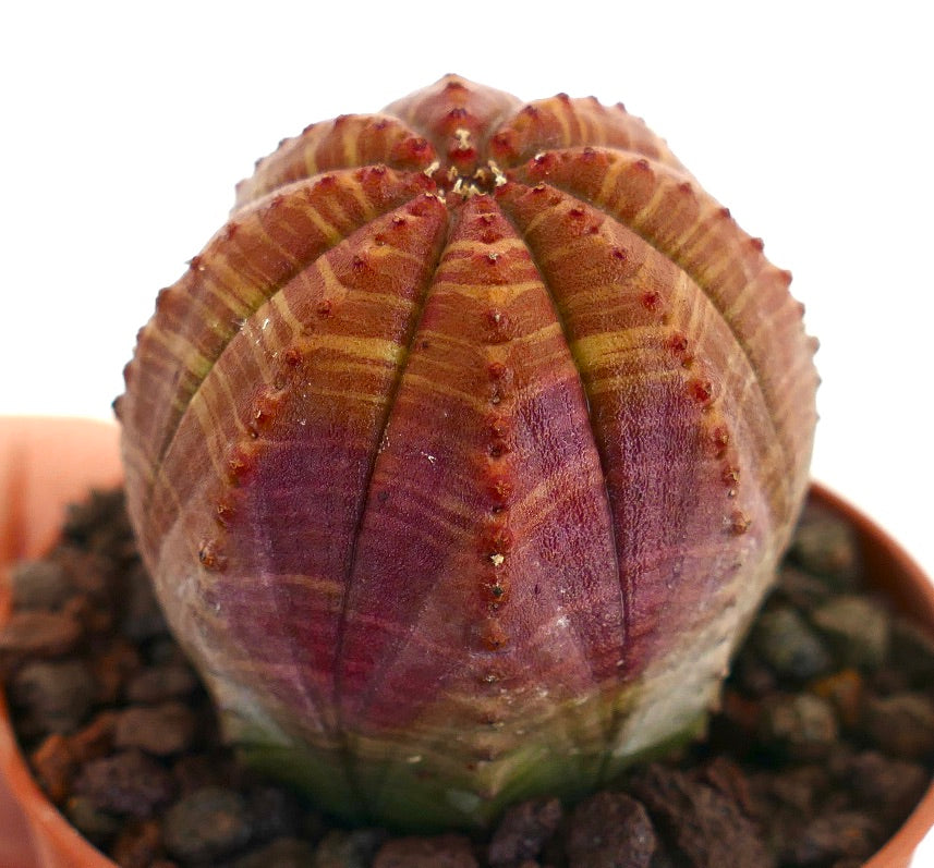 Euphorbia obesa, cactus succulento con motivo variegato a strisce viola e verde