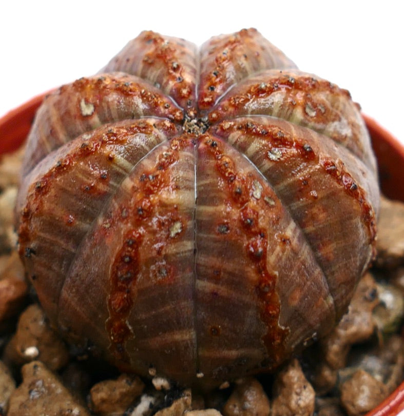 Suculenta Euphorbia obesa striata con estructura acanalada y variegación de línea roja