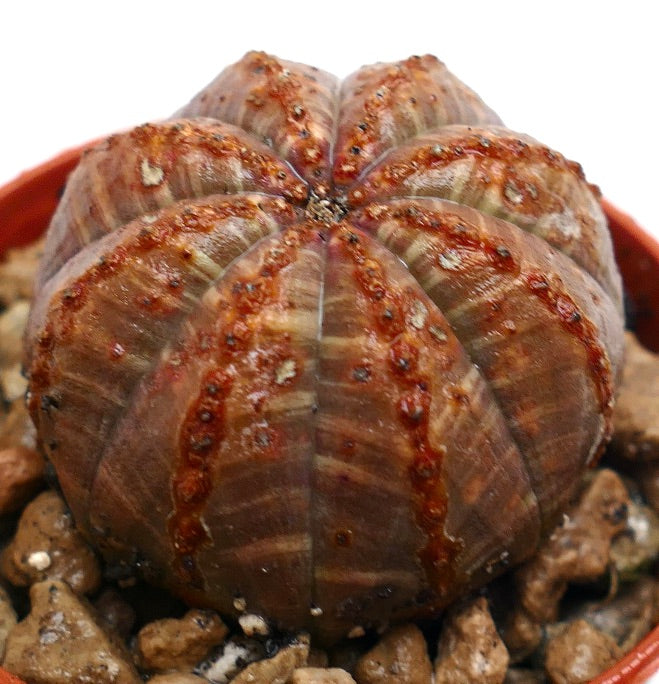 Suculenta Euphorbia obesa striata con estructura acanalada y variegación de línea roja