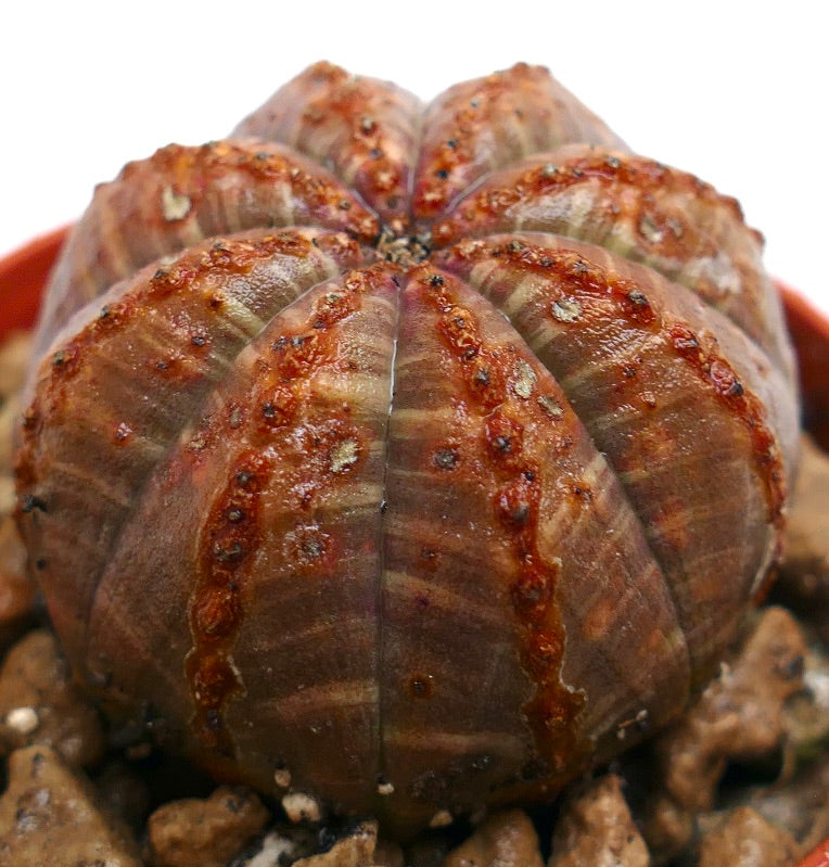 Euphorbia obesa striata suculenta rara con estructura acanalada y acentos en línea roja