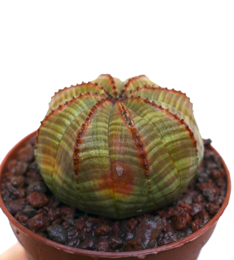 Euphorbia obesa striata succulent cactus with ribbed, rounded body and red-lined ridges